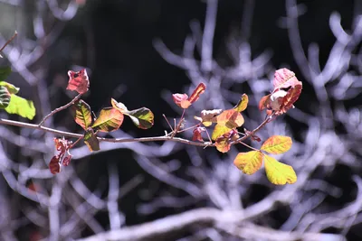 DSC_2194 (Large).JPG